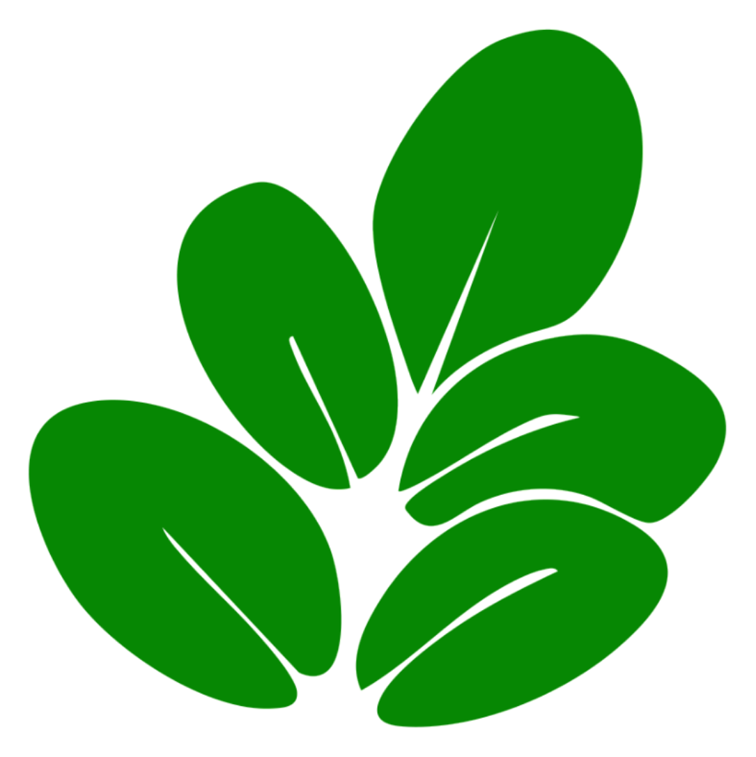 moringa (2)