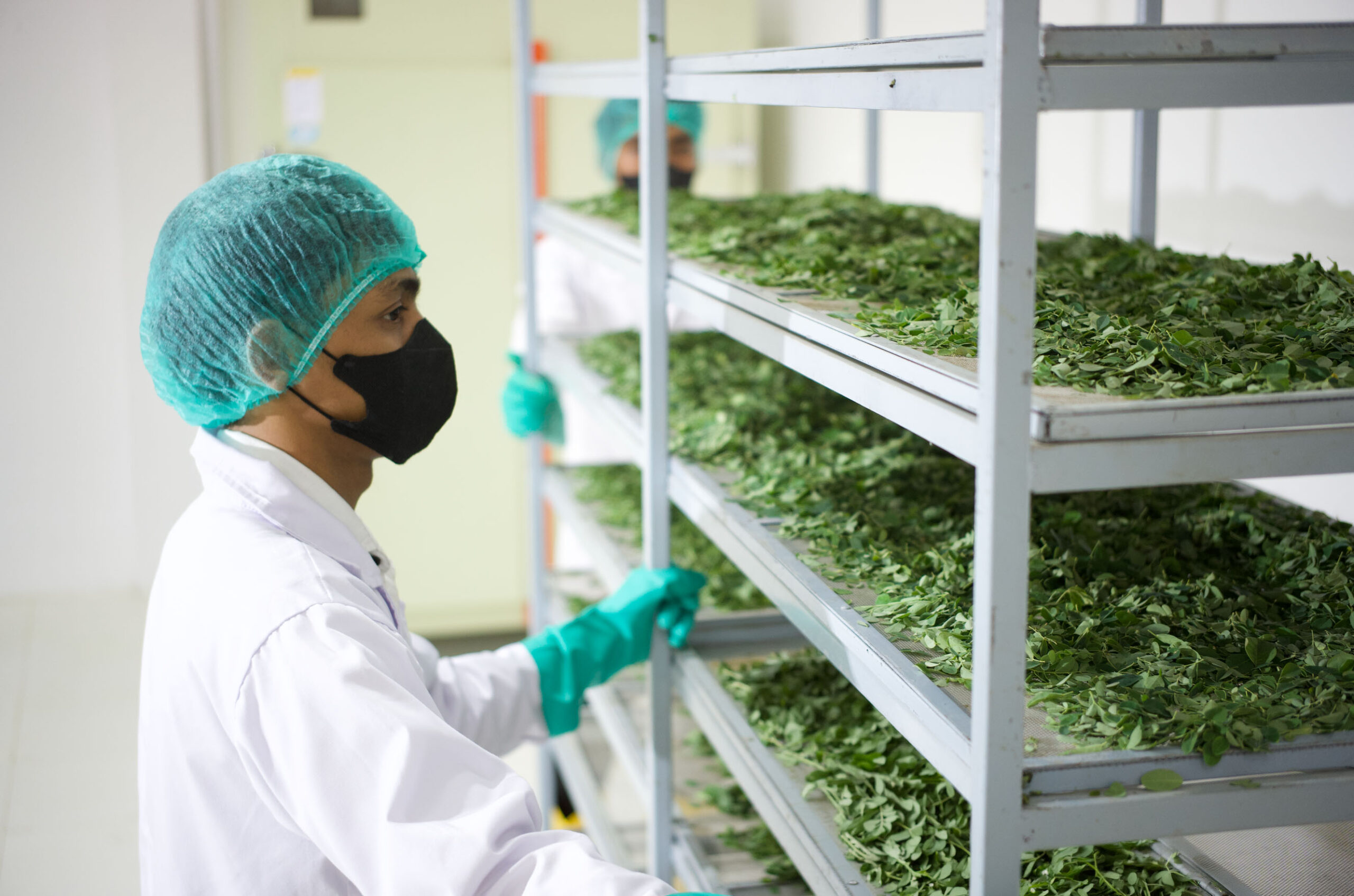 Proses pengolahan kelor di pabrik La Moringa