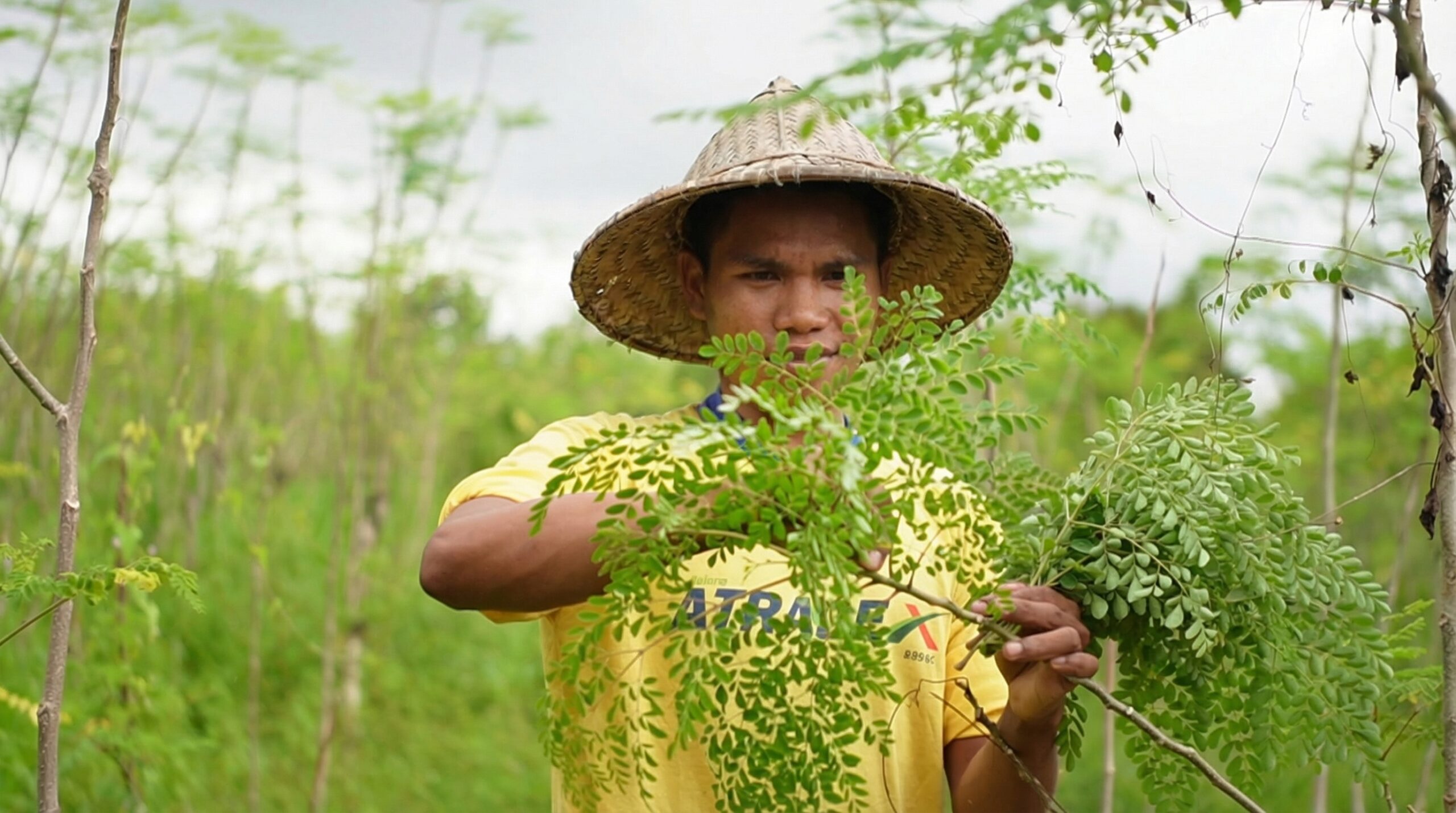 Local Moringa Farmers